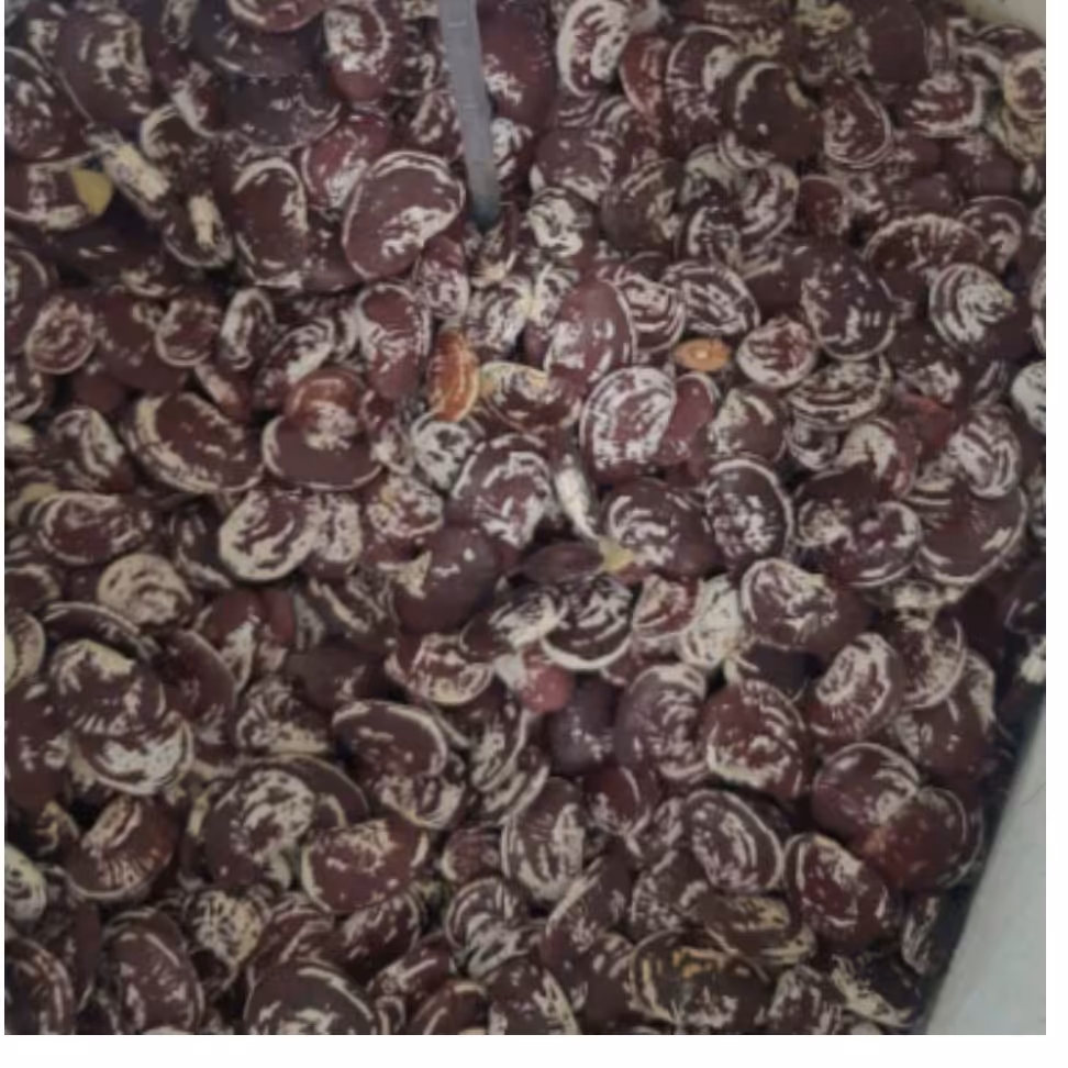 لوبیا عروس (نیم کیلویی ایرانی)