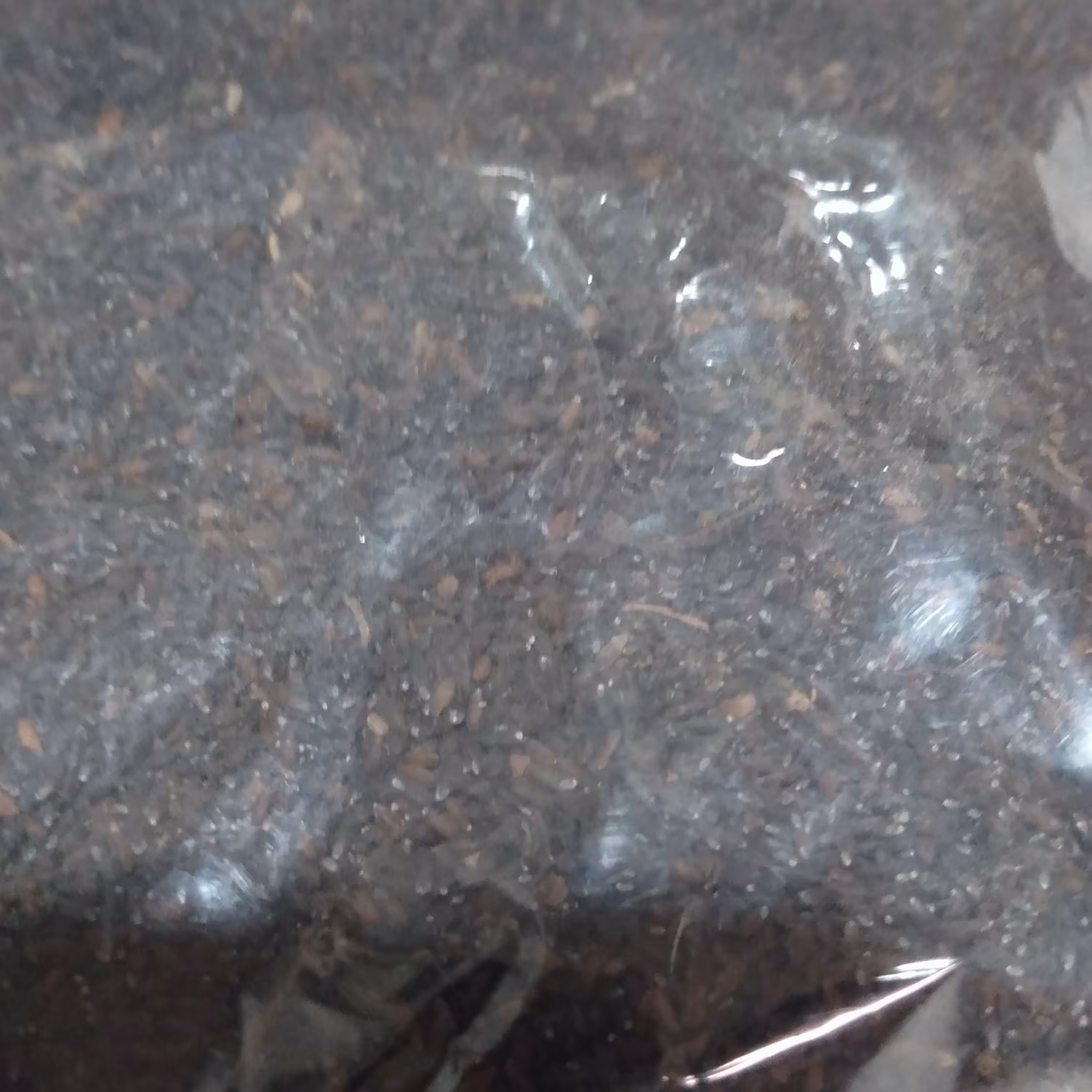 فرنجمشک مغوب پاک شده