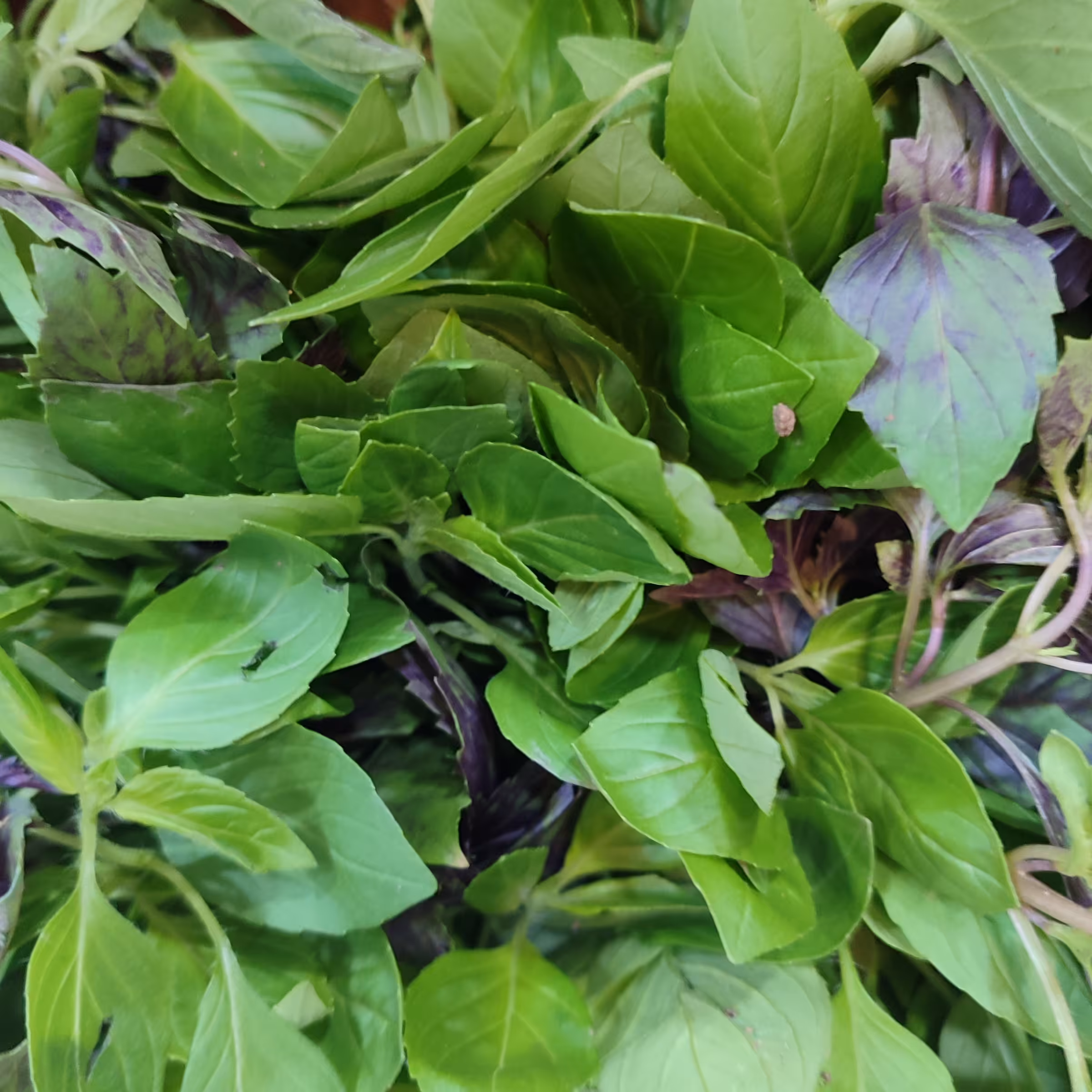 ریحان  تازه و با کیفیت 