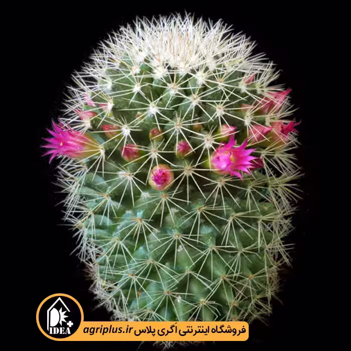 بذر کاکتوس Mammillaria Ernestii