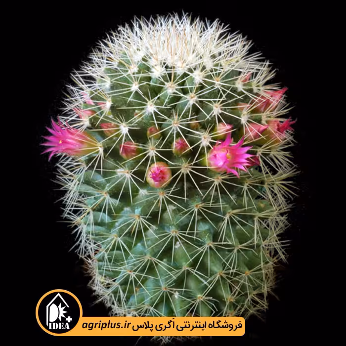 بذر کاکتوس Mammillaria Ernestii