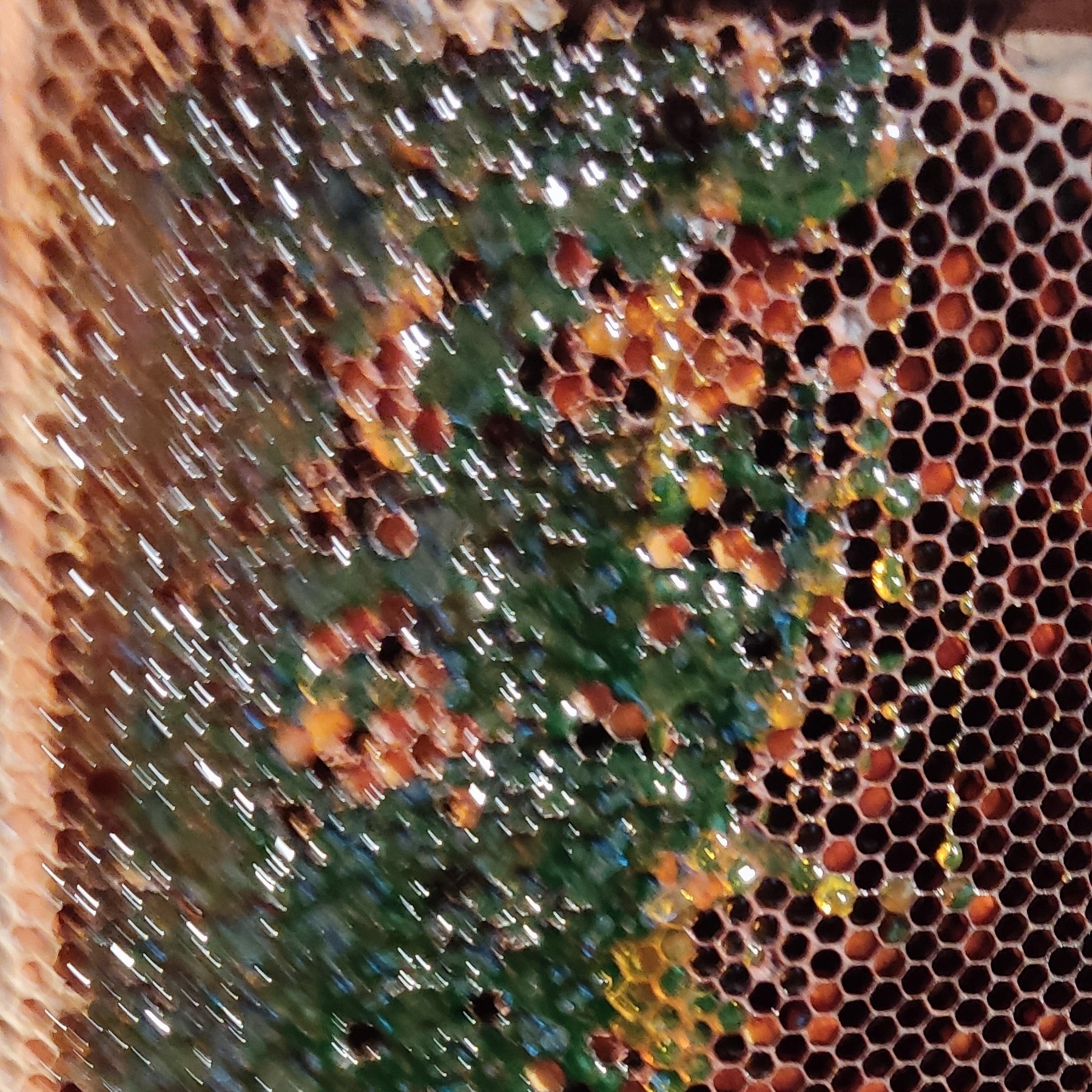عسل سبز ارگانیک