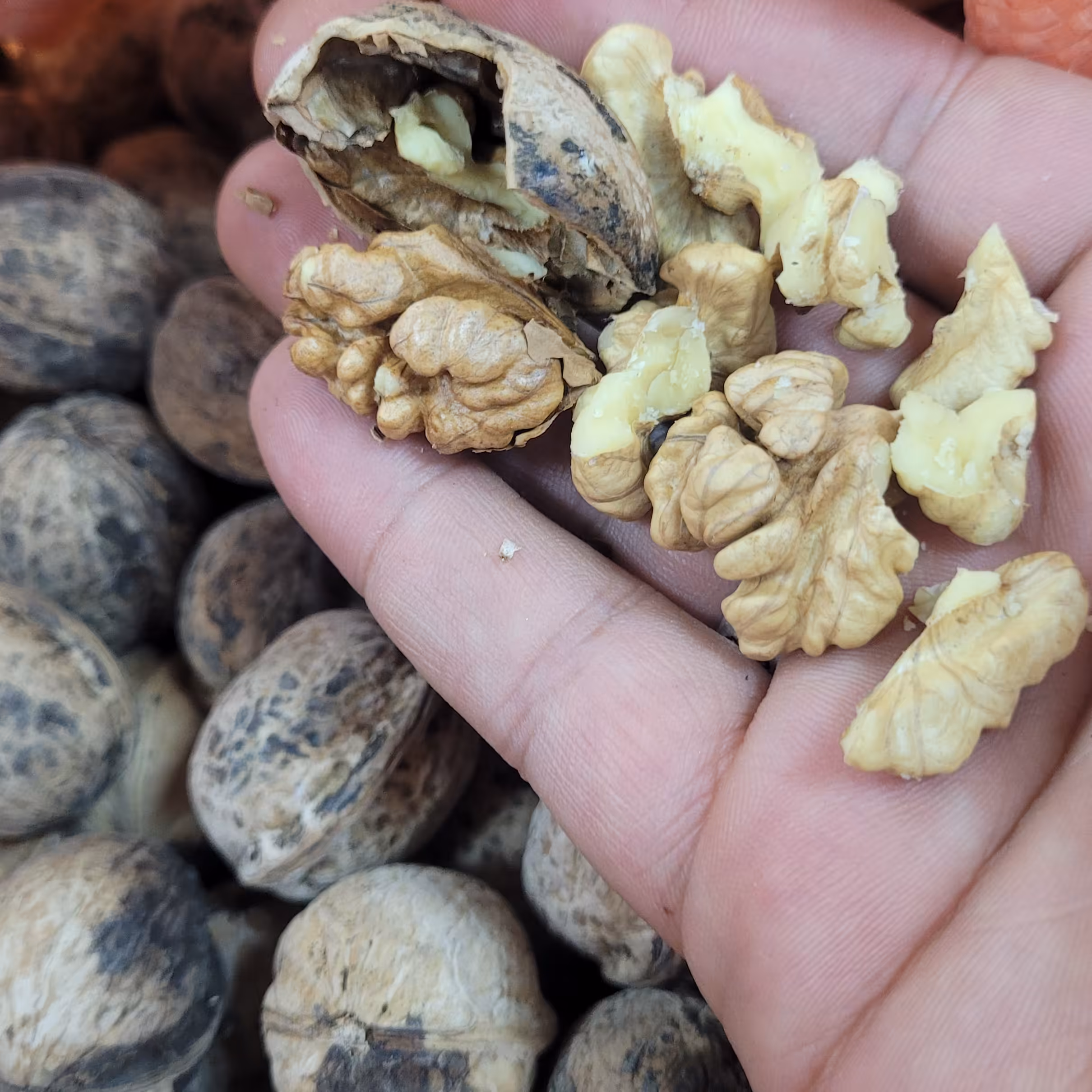 مغز گردو اعلا ایرانی اصیل   مغز کاملا سفید طعم عالی و روغنی