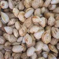 بادام سنگی درشت 
