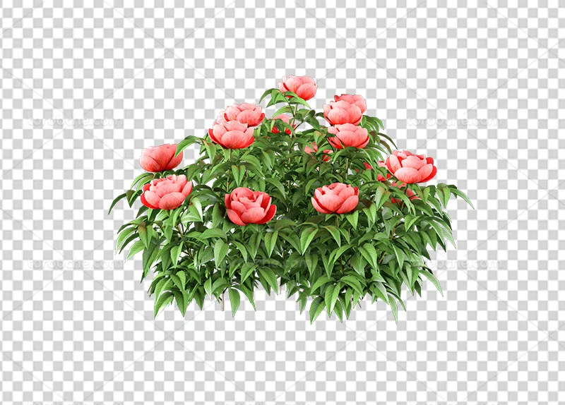 عکس PNG گلهای قرمز با برگ | گرافیک با طعم تربچه