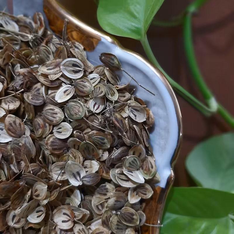 گلپر کوهی وزن 100 گرم(پس کرایه)