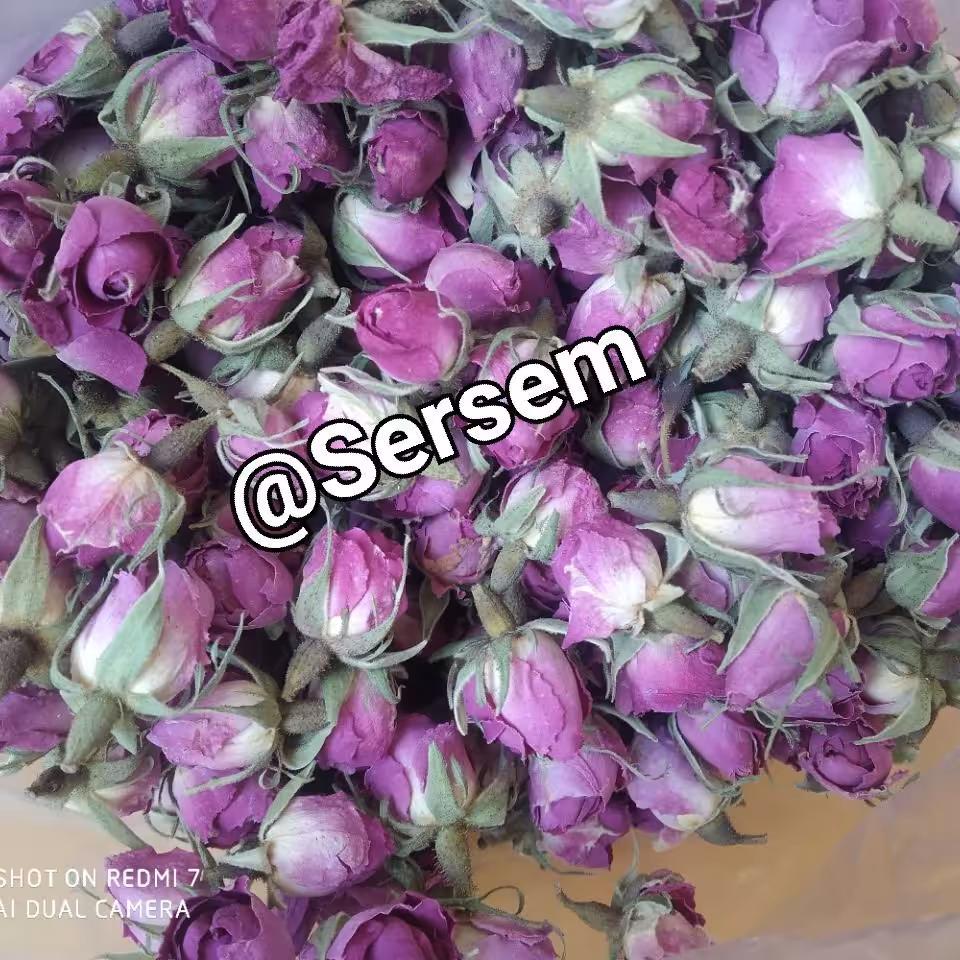 غنچه گل محمدی 