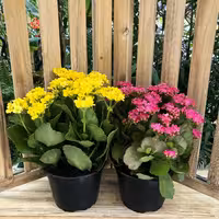 کود تقویتی مخصوص کالانکوئه ( کالانکوا ) ظرافت