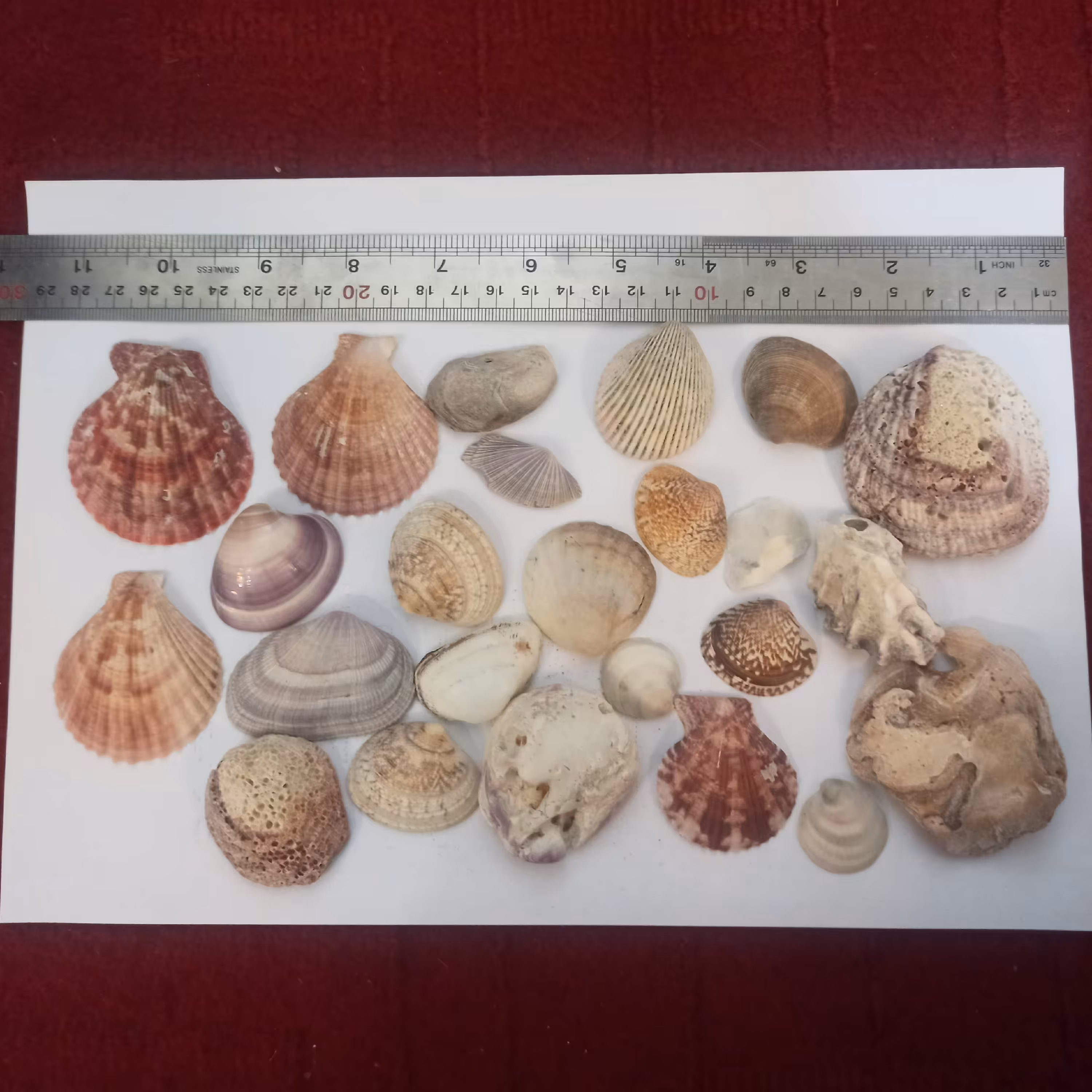 صدف بسته بندی کد 6