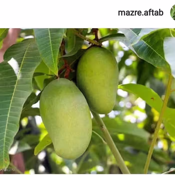 بذرانبه جنوب اعلا10گرمی