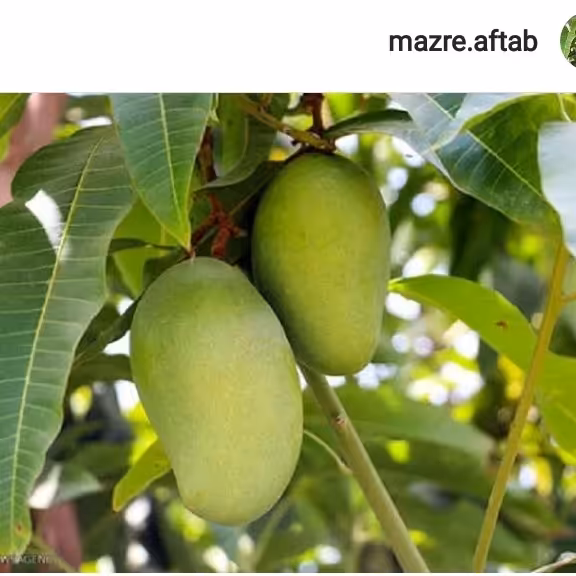 بذرانبه جنوب اعلا10گرمی