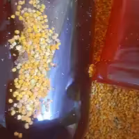 پروستات  عسل سیاه  گرده گل  ژل رویال  هاگ گل بیدمشک 