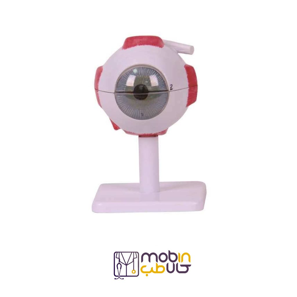 مولاژ چشم 10 برابر اندازه طبیعی