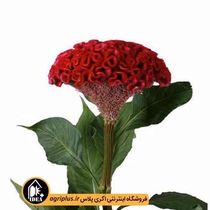 بذر گل تاج خروس بسته بندی خانگی