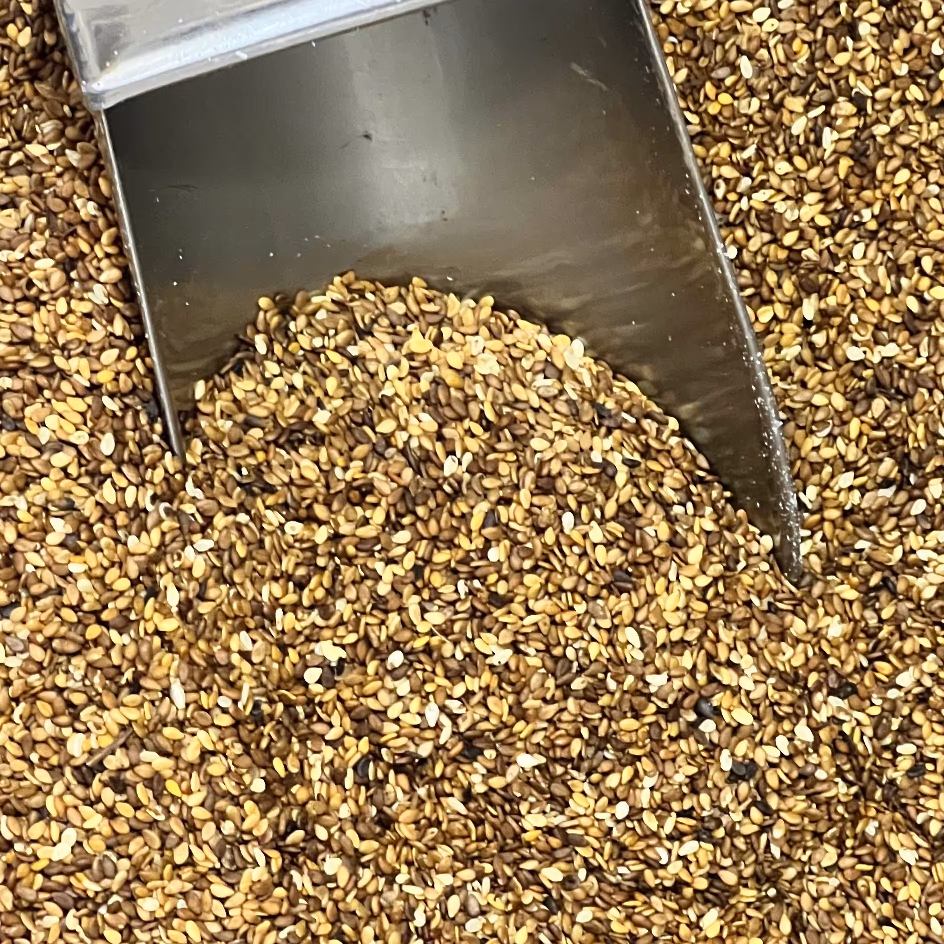 کنجد خام قهوه ای درجه یک - یک کیلویی - عمده فروشی کیامد- ارسال رایگان