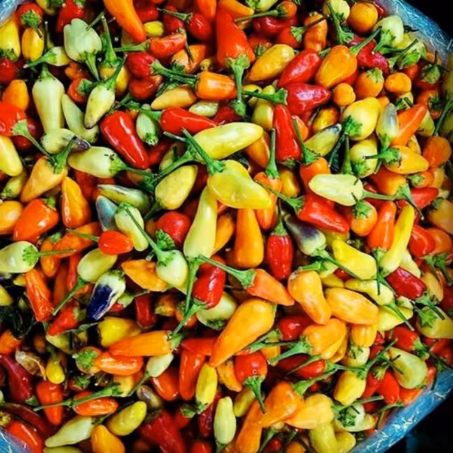 ترشی فلفل مکزیکی (فلفل رنگی های گیلاسی و کوچولو)