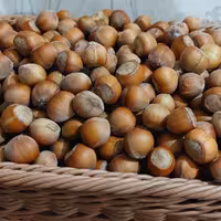 فندق ارگانیک