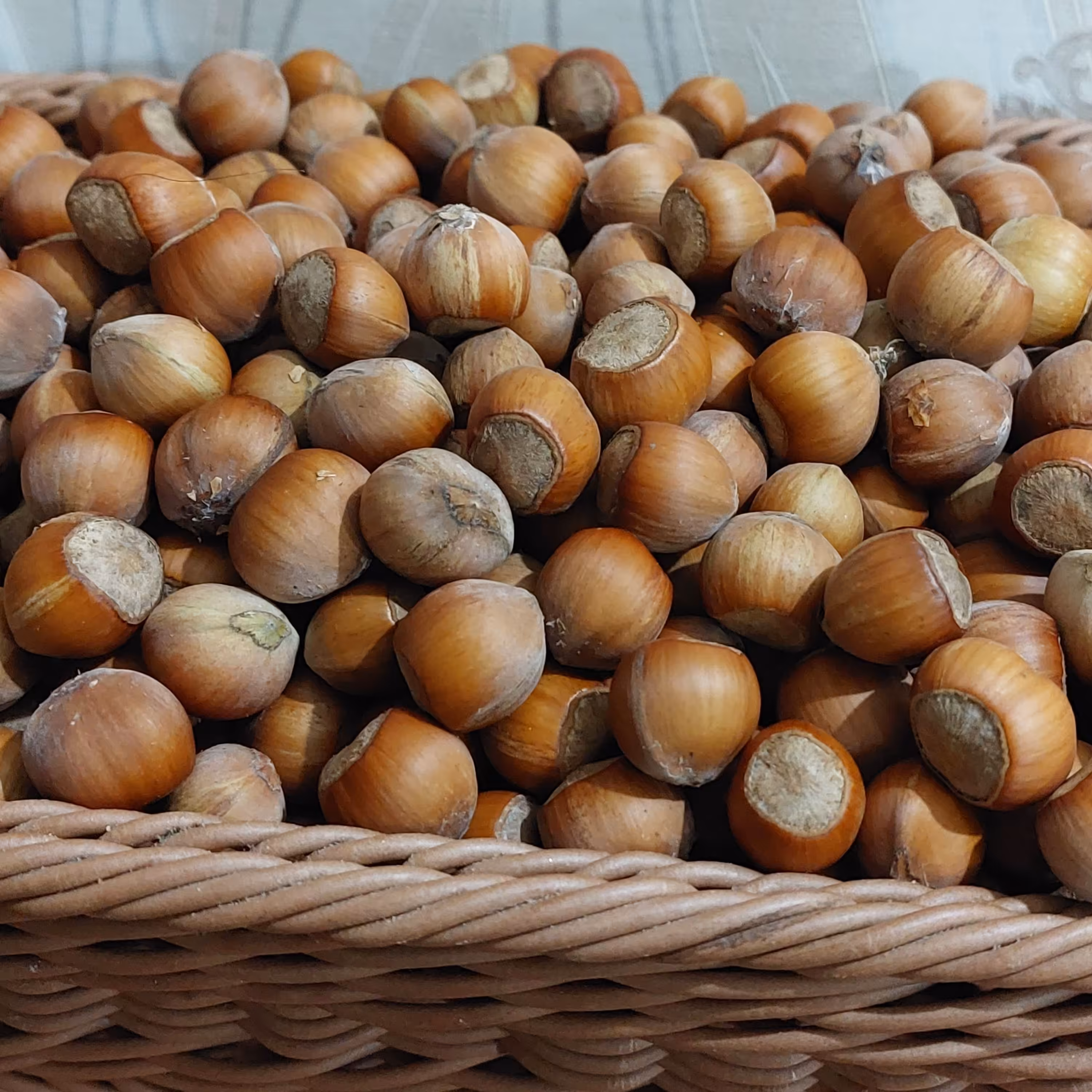 فندق ارگانیک