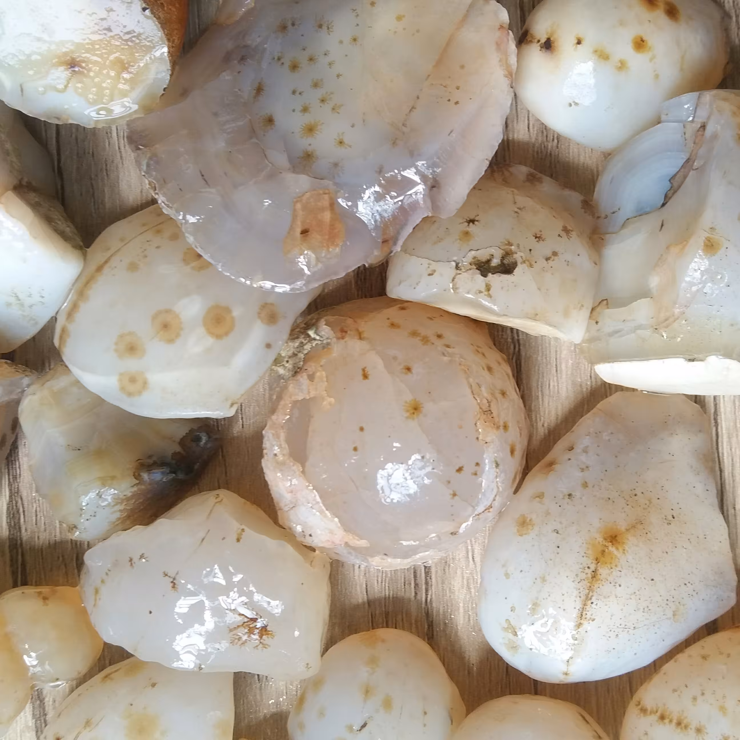  عقیق شجر اصل پک عقیق قاصدکی قائن با قاصدک های خوشرنگ معدنی و اصل مناسب کلکسیون یا ساخت نگین با قیمت مناسب