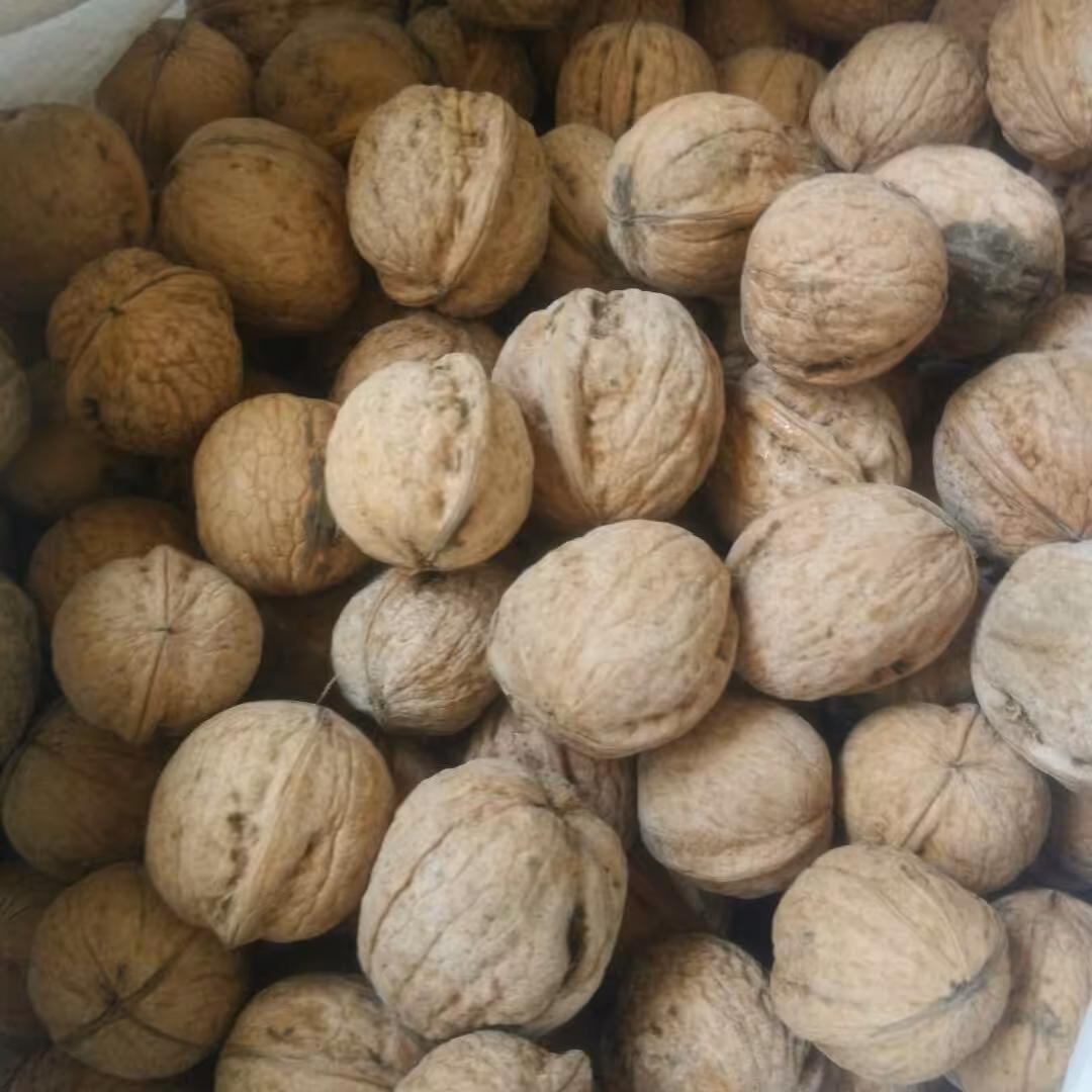 گردو تازه 1000 گرمی نهاوند 