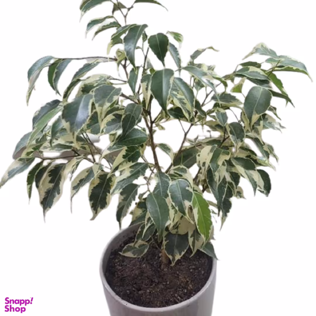 گلدان بنجامین سایز کوچک ارتفاع 15×30 سانتی متر