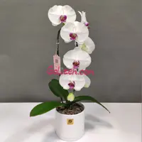ارکیده سفید بنفش