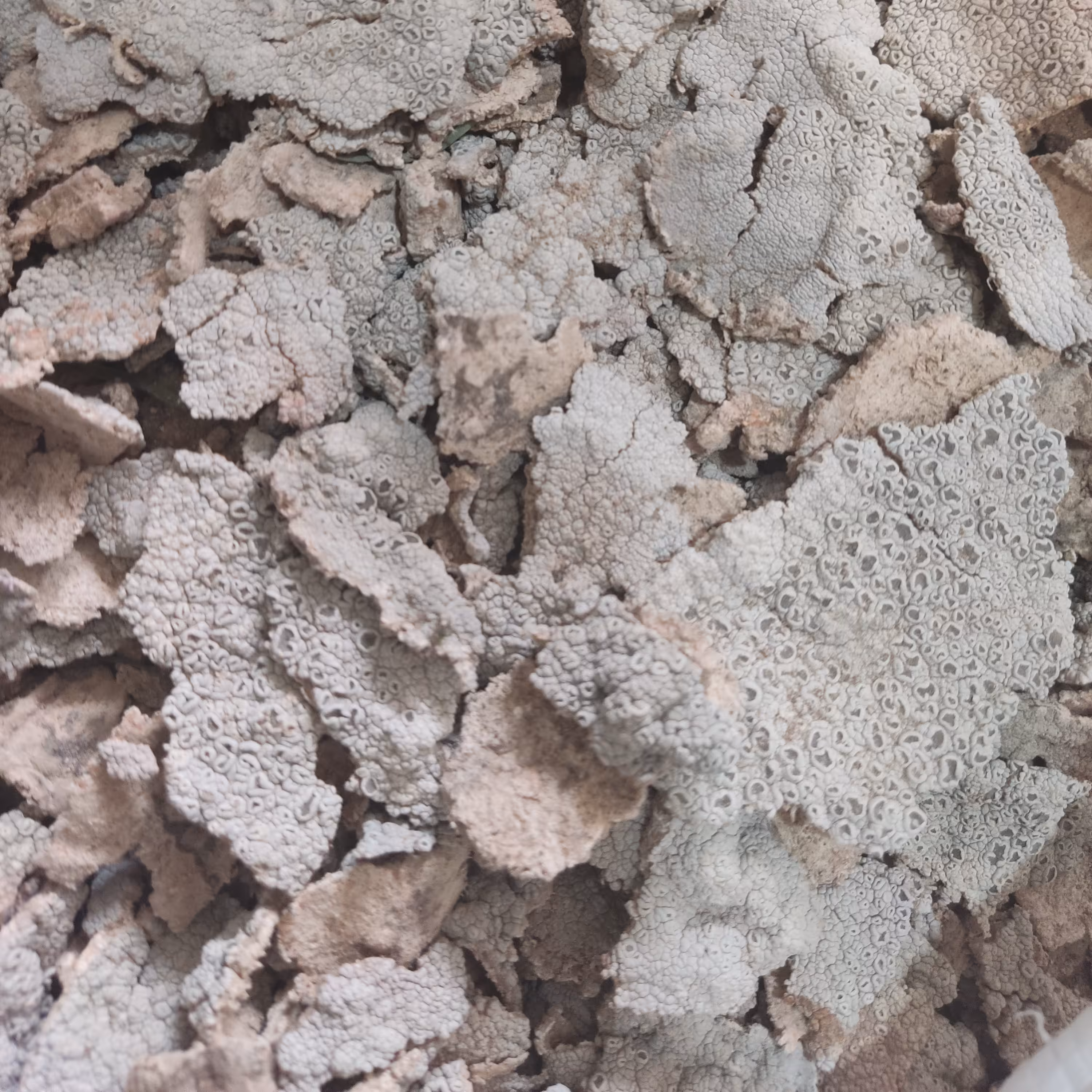 گلسنگ گلبرد گل برد  پلاکی خالص 1 کیلو گرمی