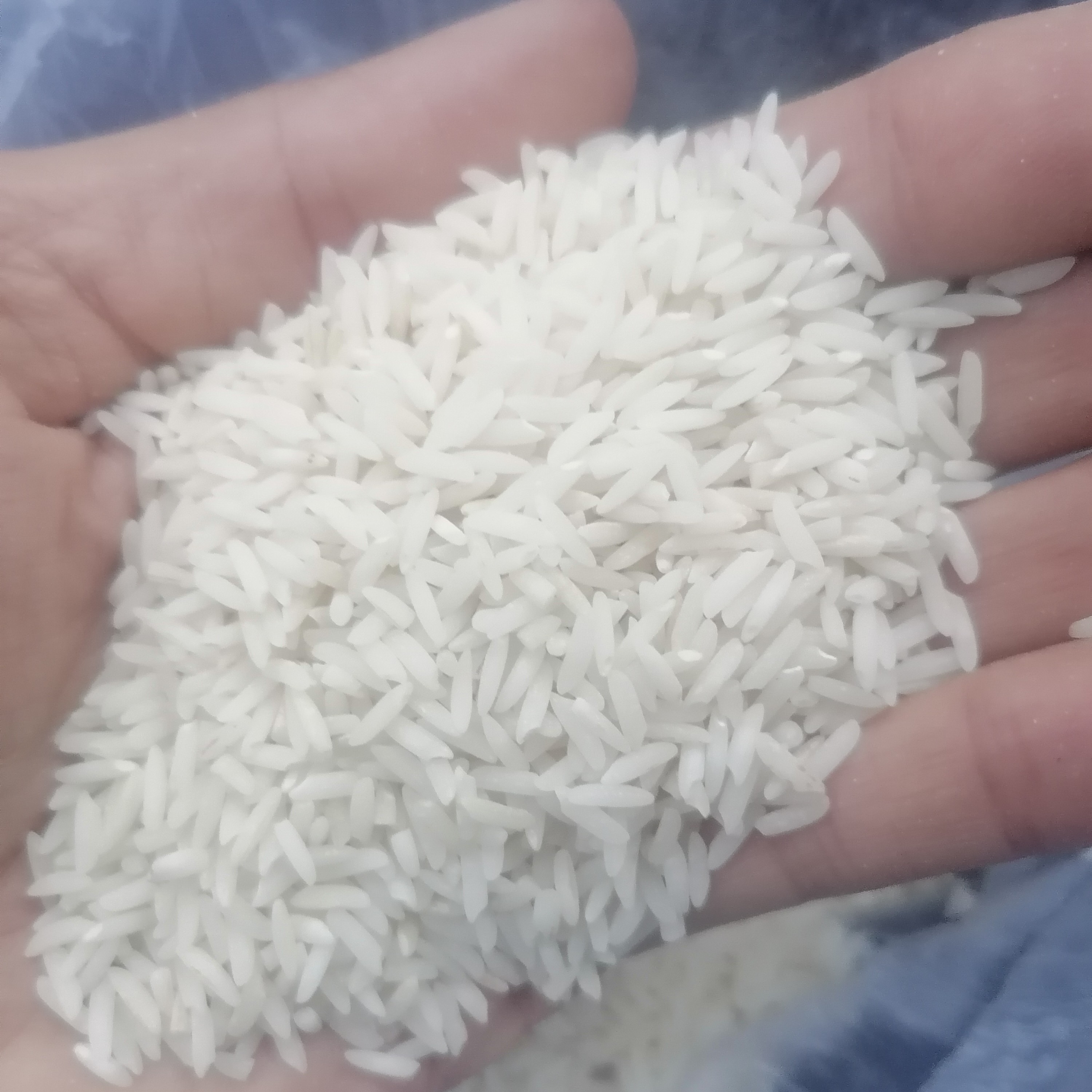 برنج شیرودی خوش پخت درجه یک 300 کیلویی اعلاء پارسال شهر جویبار