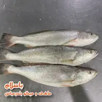 ماهی شوریده سایز بزرگ تازه (1 کیلوگرم)