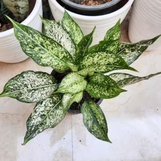 آگلونما برفی سطل 4 بزرگ بوته مادری پرپاجوش ،هزینه ی ارسال به عهده ی مشتری عزیز