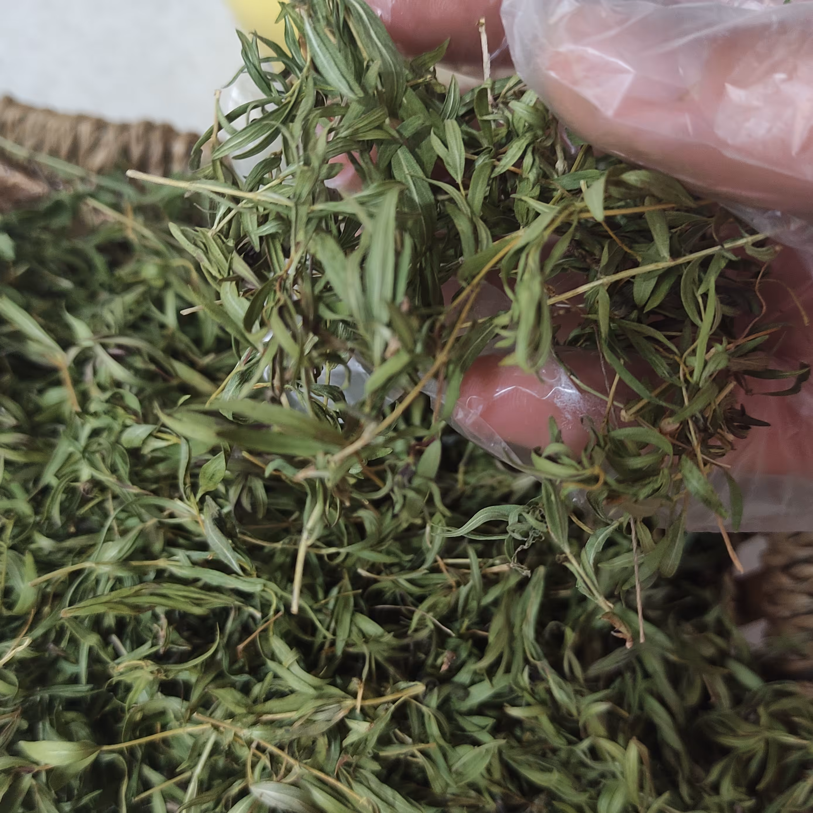 آویشن کوهی 100 گرم