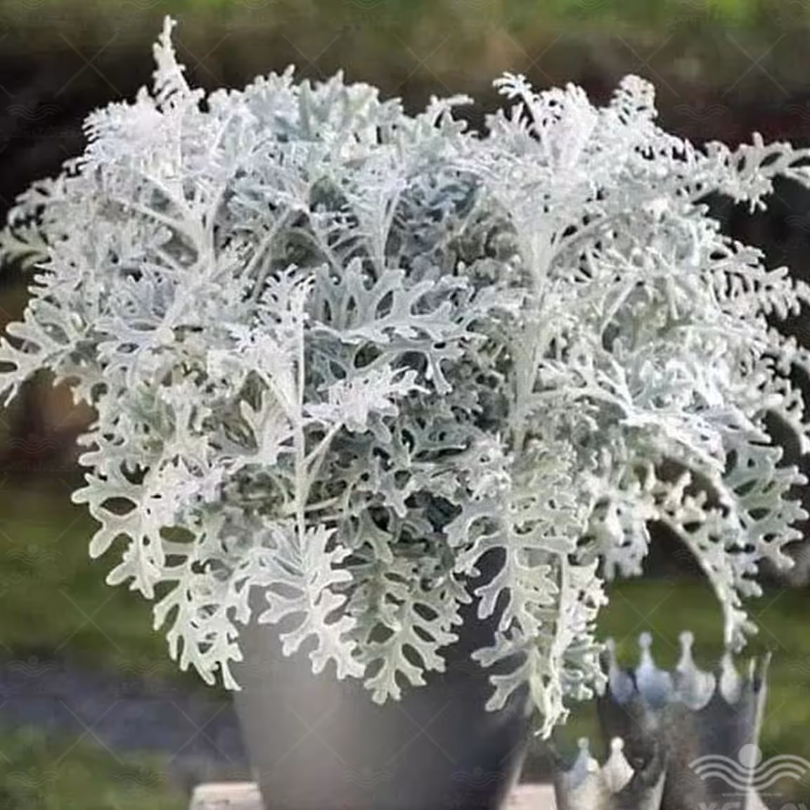 بذر ابری نقره ای (30 بذر)