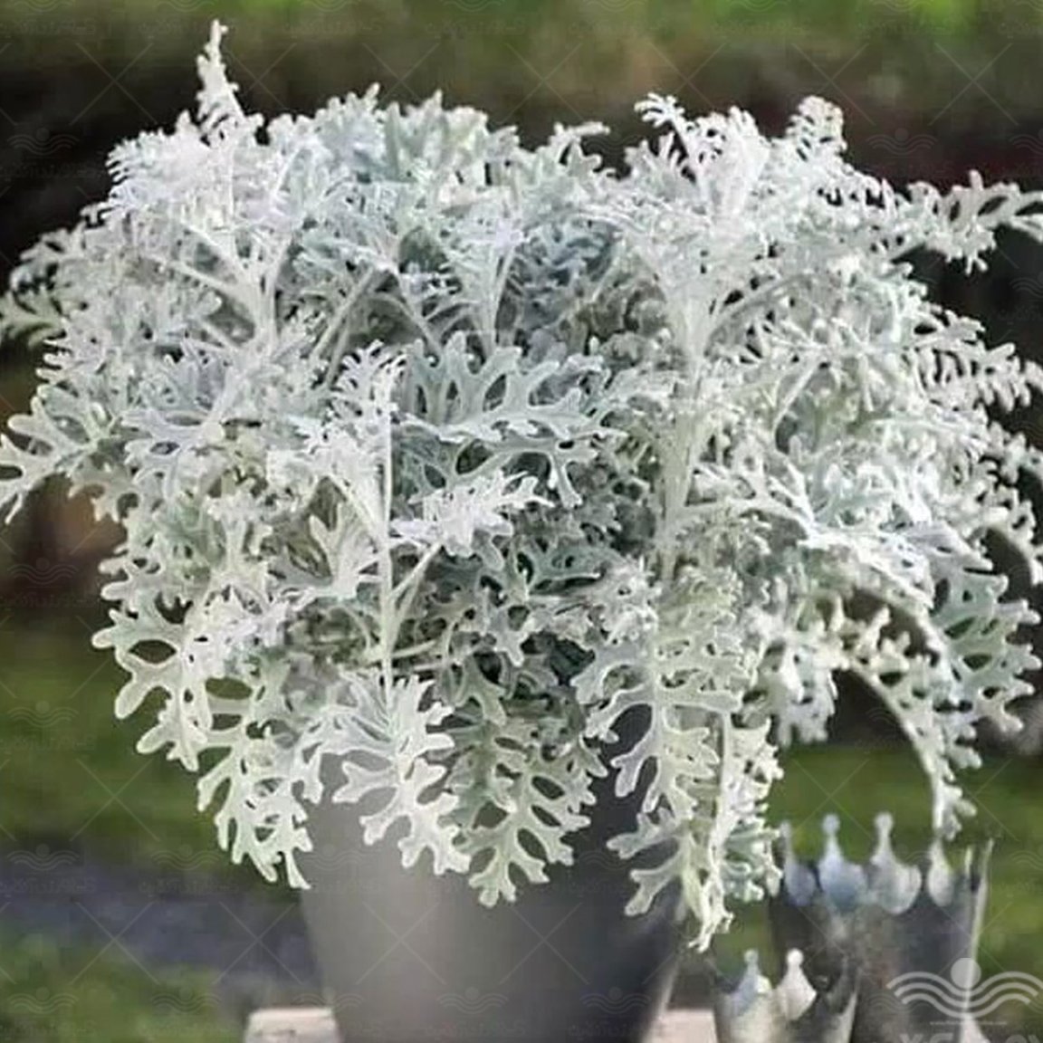 بذر ابری نقره ای (30 بذر)