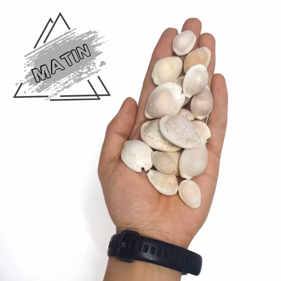 صدف لاک‌پشتی یا پسته ای