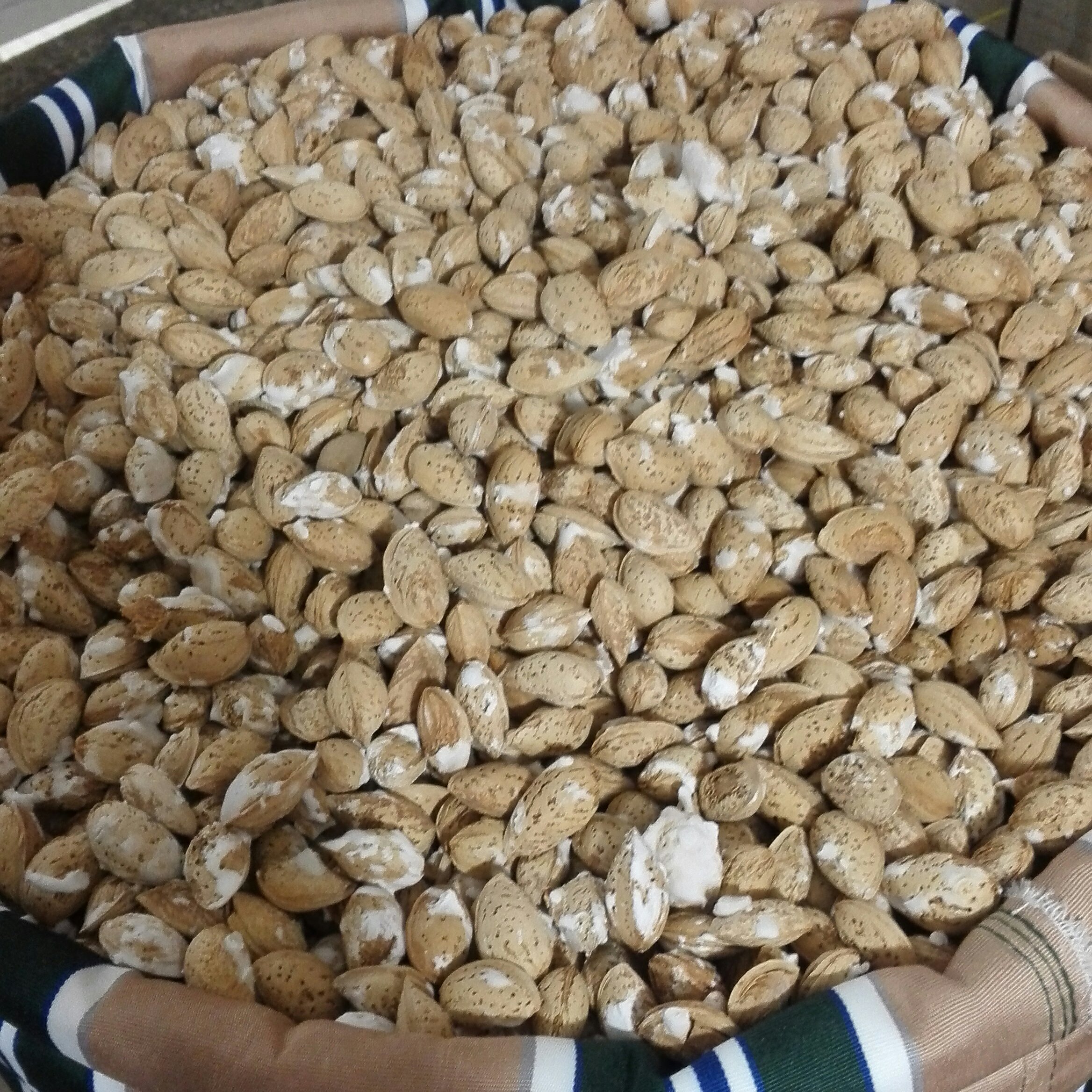 بادام پوست کاغذی یک کیلو