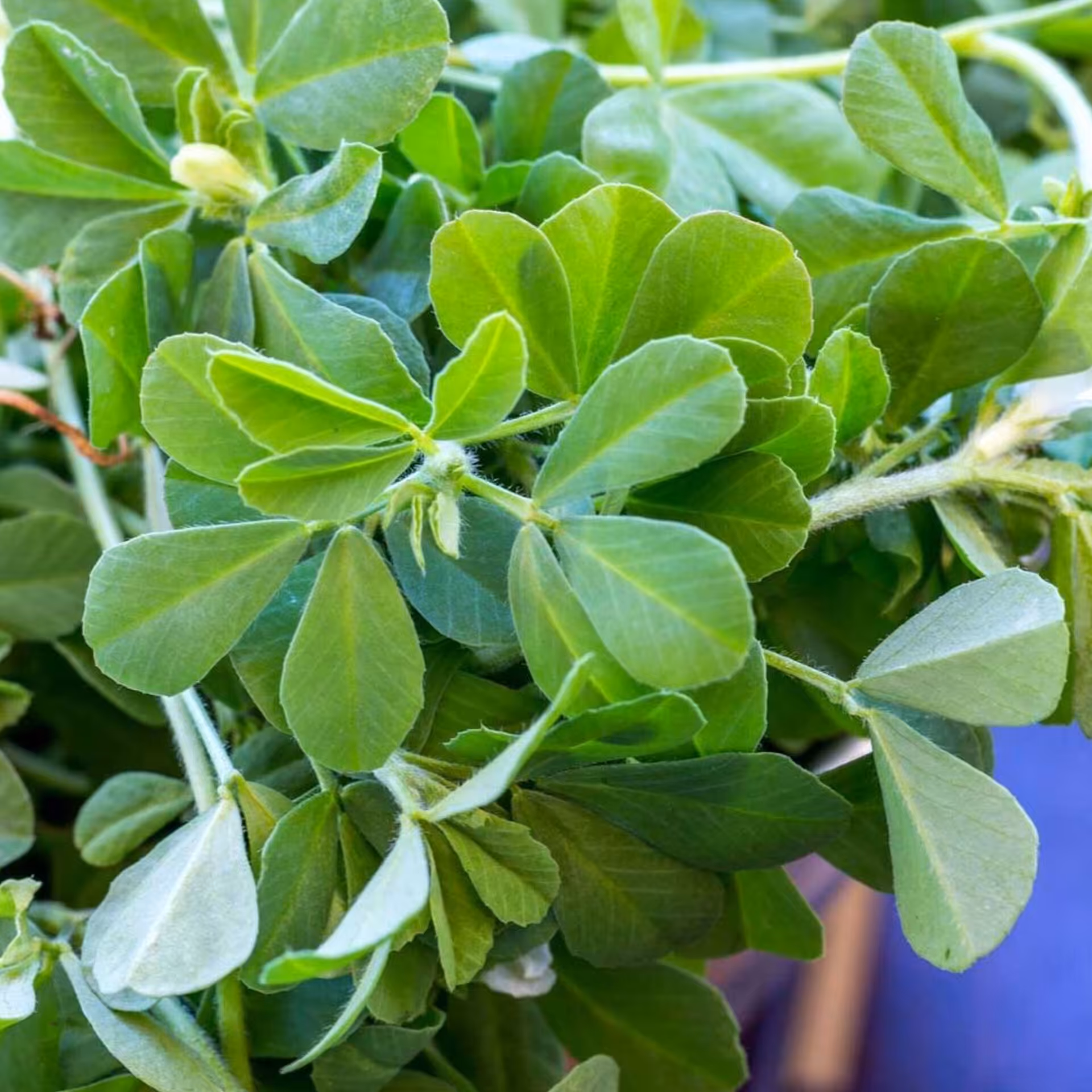 بذر شنبلیله(بسته بندی 1کیلو گرمی)