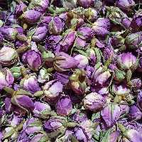 غنچه گل محمدی سارنیا (12 گرم - بسته آشنایی)