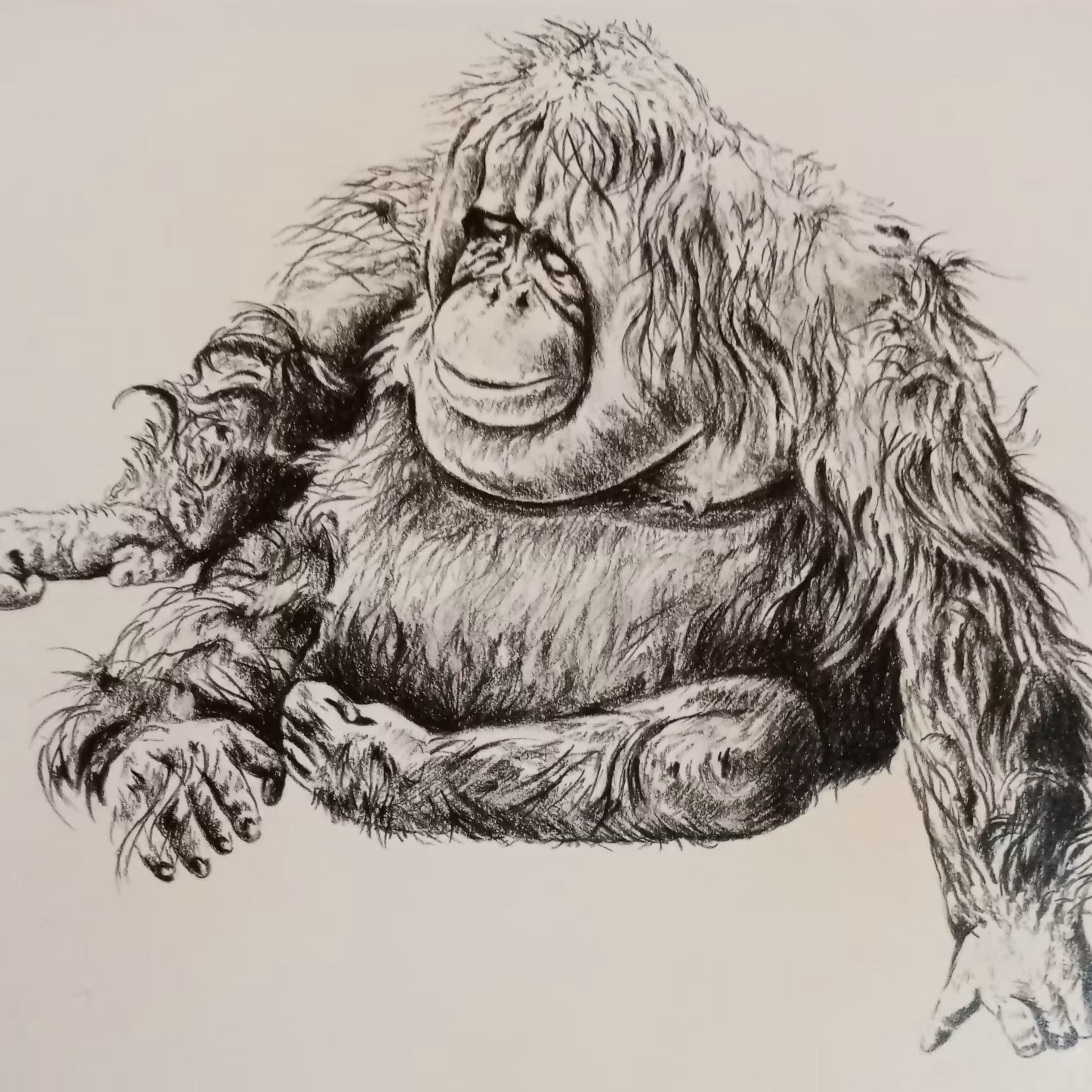 سیاه قلم اورانگوتان همراه با قاب