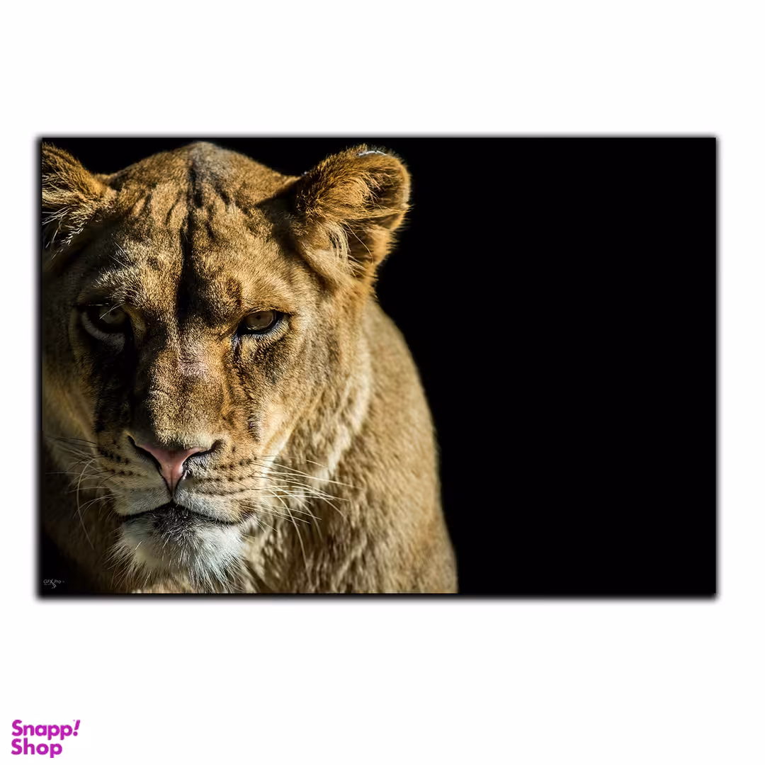 تابلو شاسی بکلیت طرح حیات وحش شیر ماده مدل SH-S1656