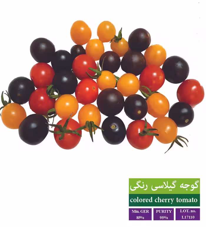 بذر گوجه گیلاسی رنگی - بذر طلایی رویان