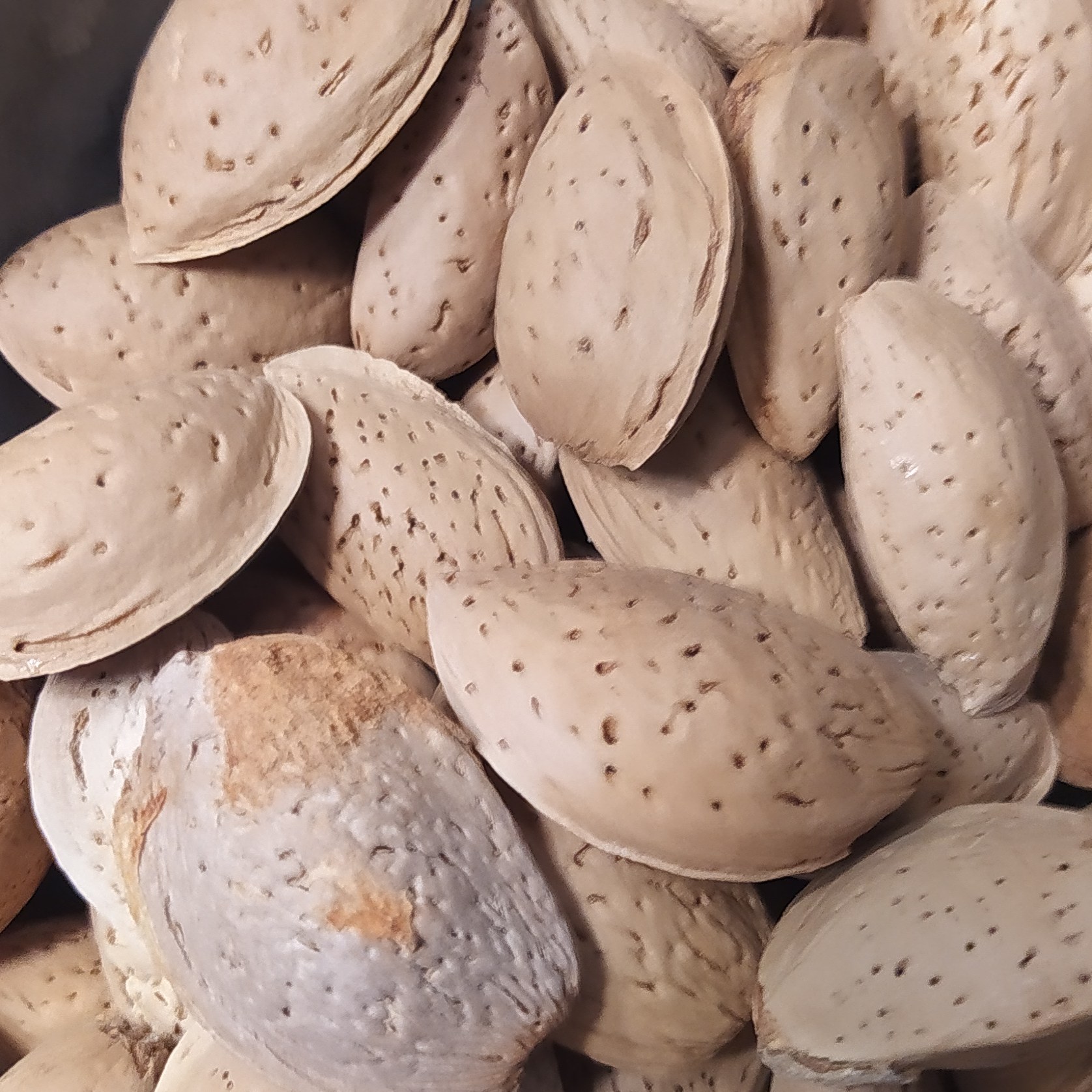 بادام سنگی