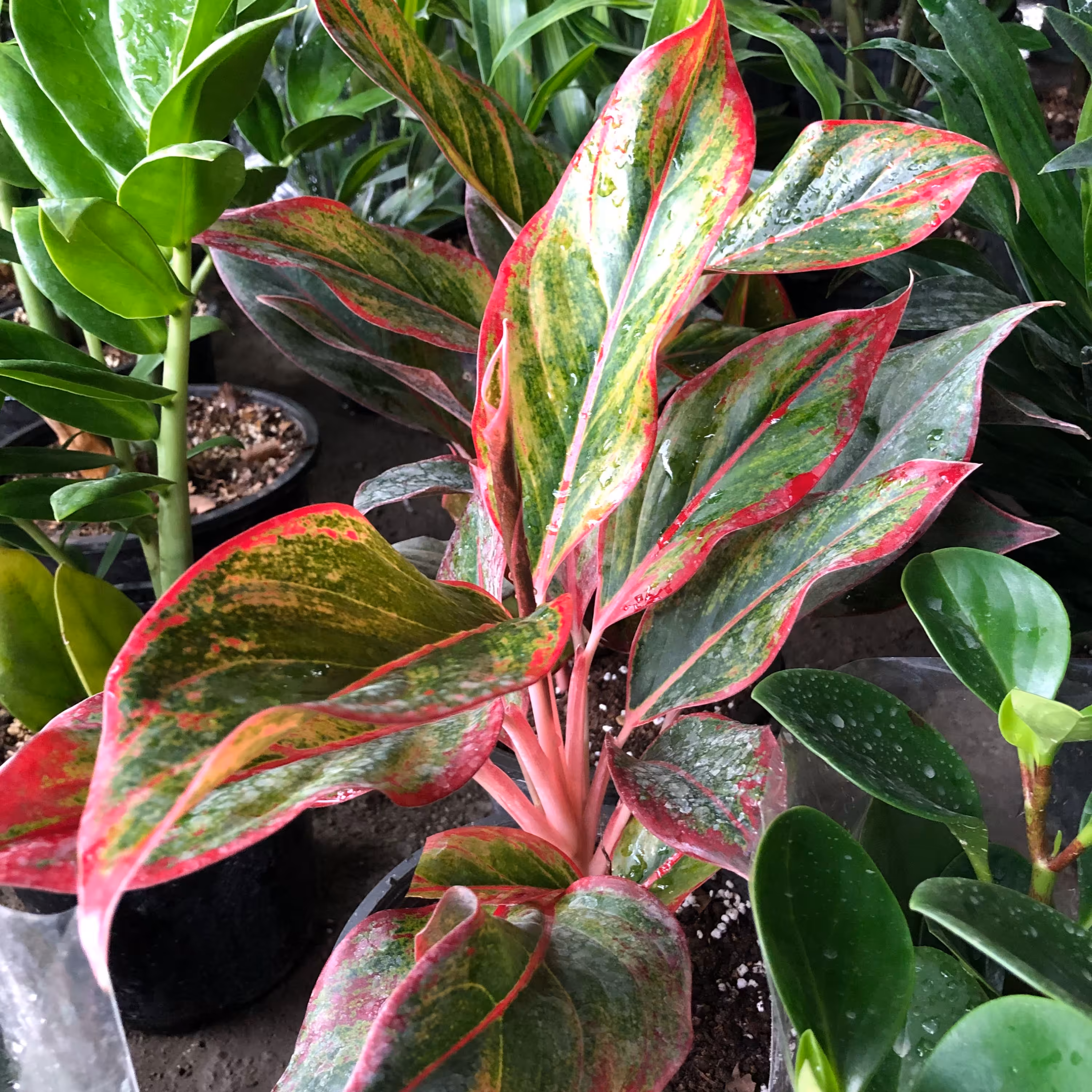  آگلونما قرمز  سطل سایز 4