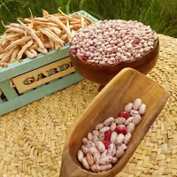 لوبیا چیتی محلی ارگانیک 500 گرمی