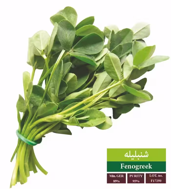 بذر شنبلیله دانتک - بذر طلایی رویان
