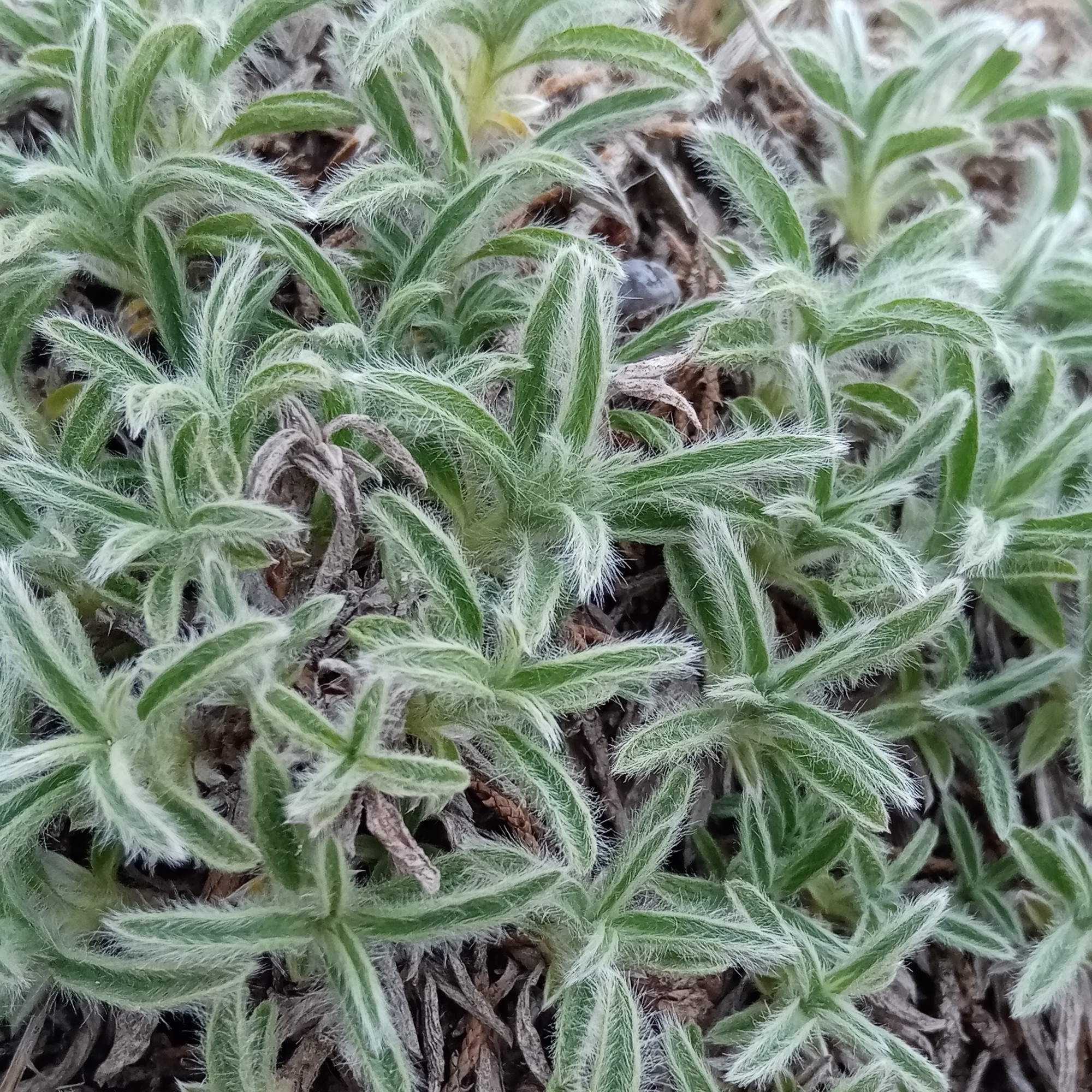 چای کوهی( 100گرم)