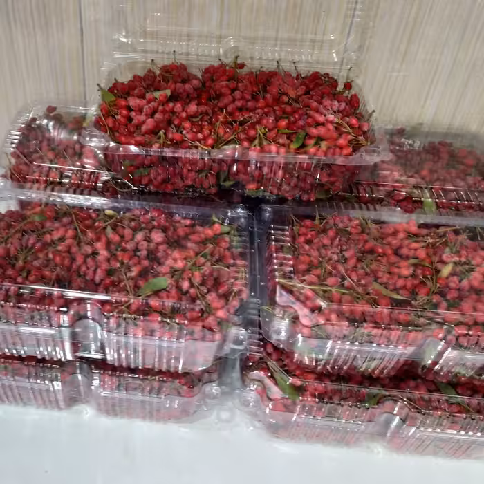 زرشک تازه وشیرین