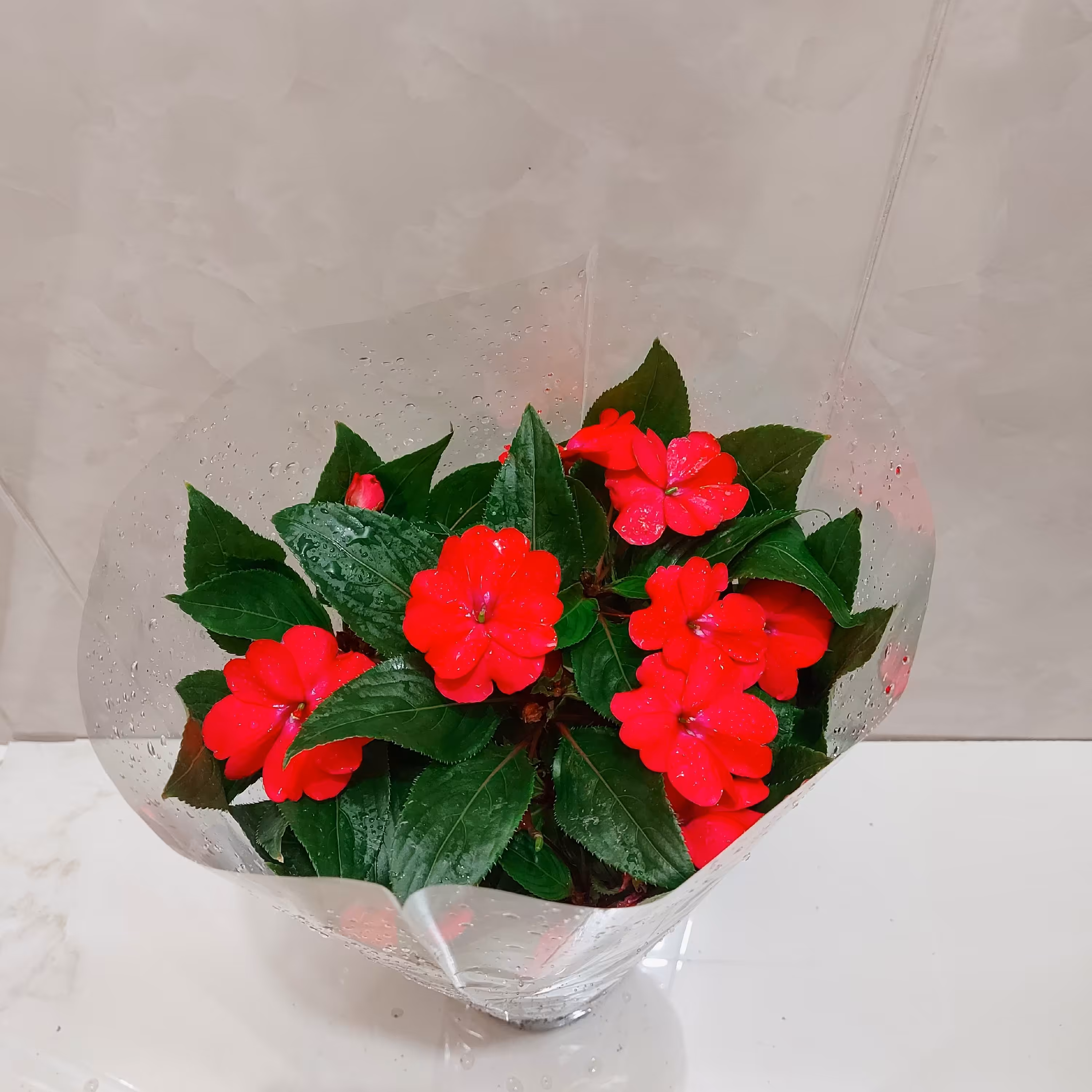 گلدان گل گیاه امپیشن