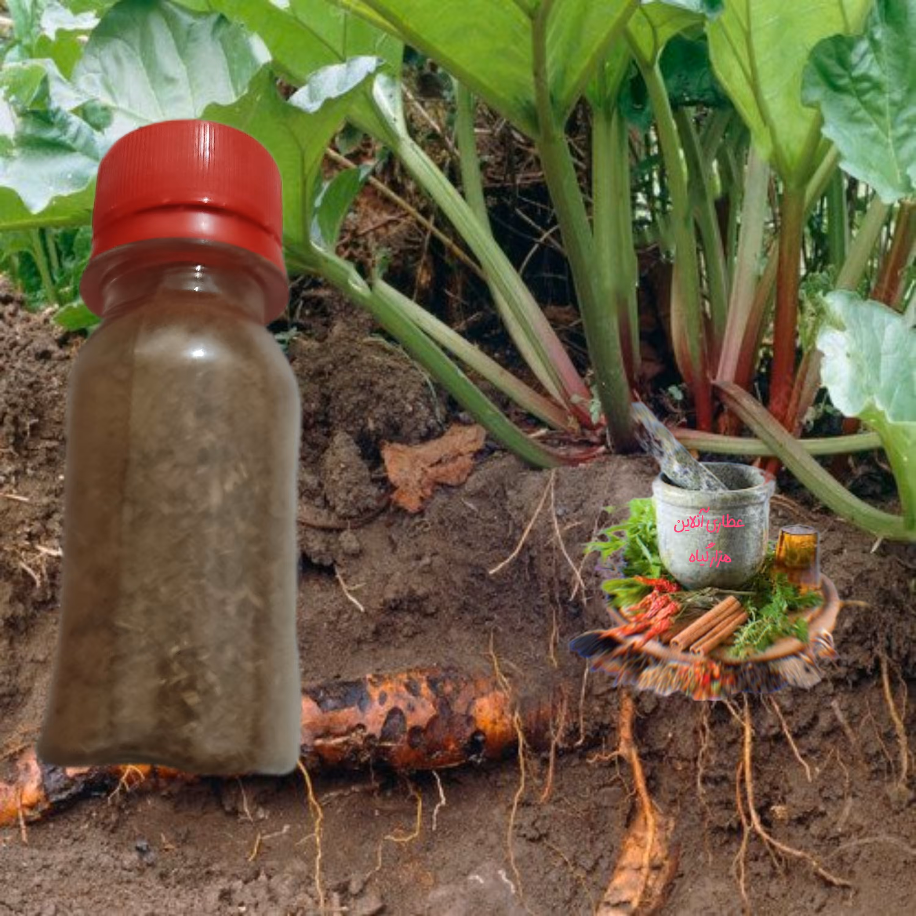 پودر  ریواس 