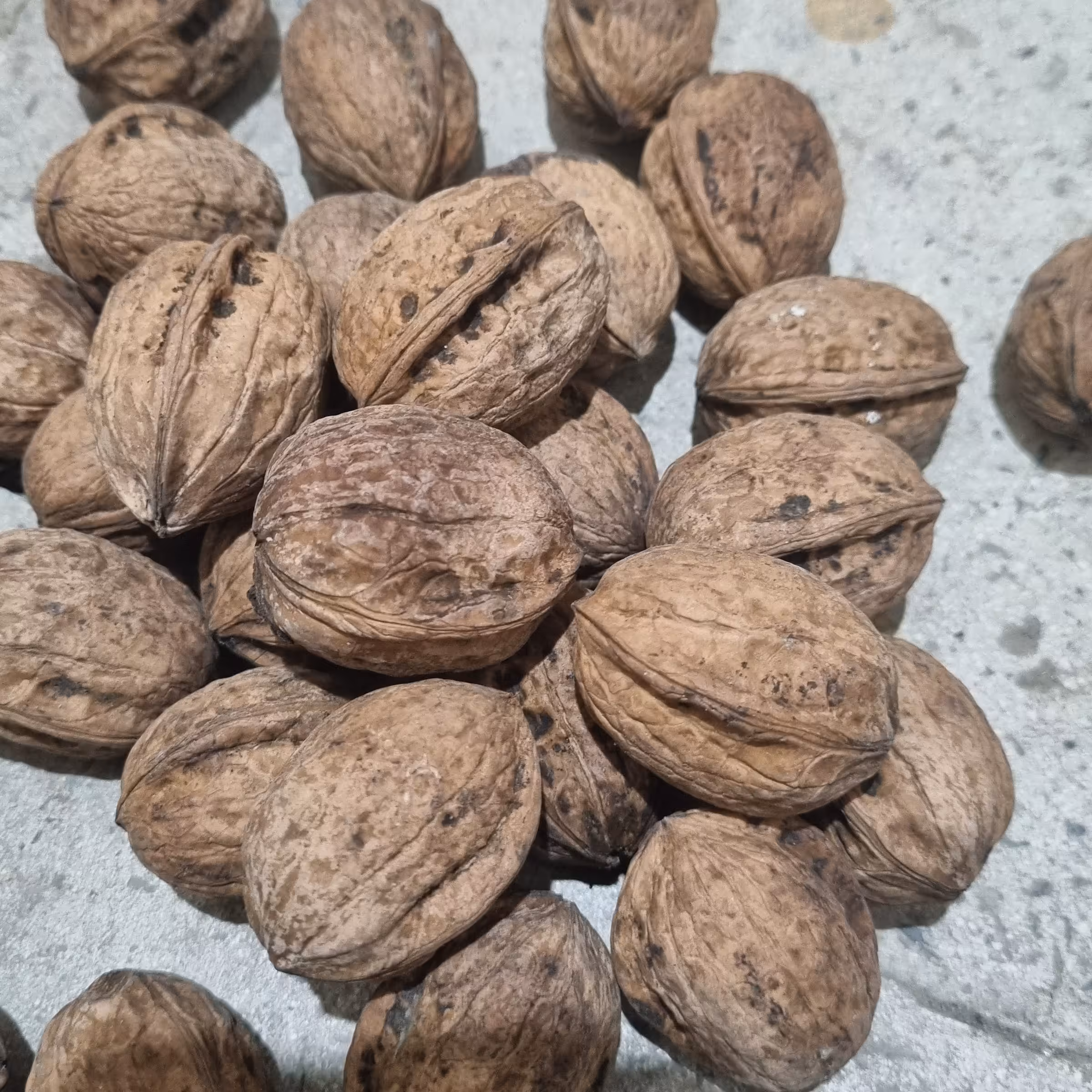 گردو با پوست 1 کیلو