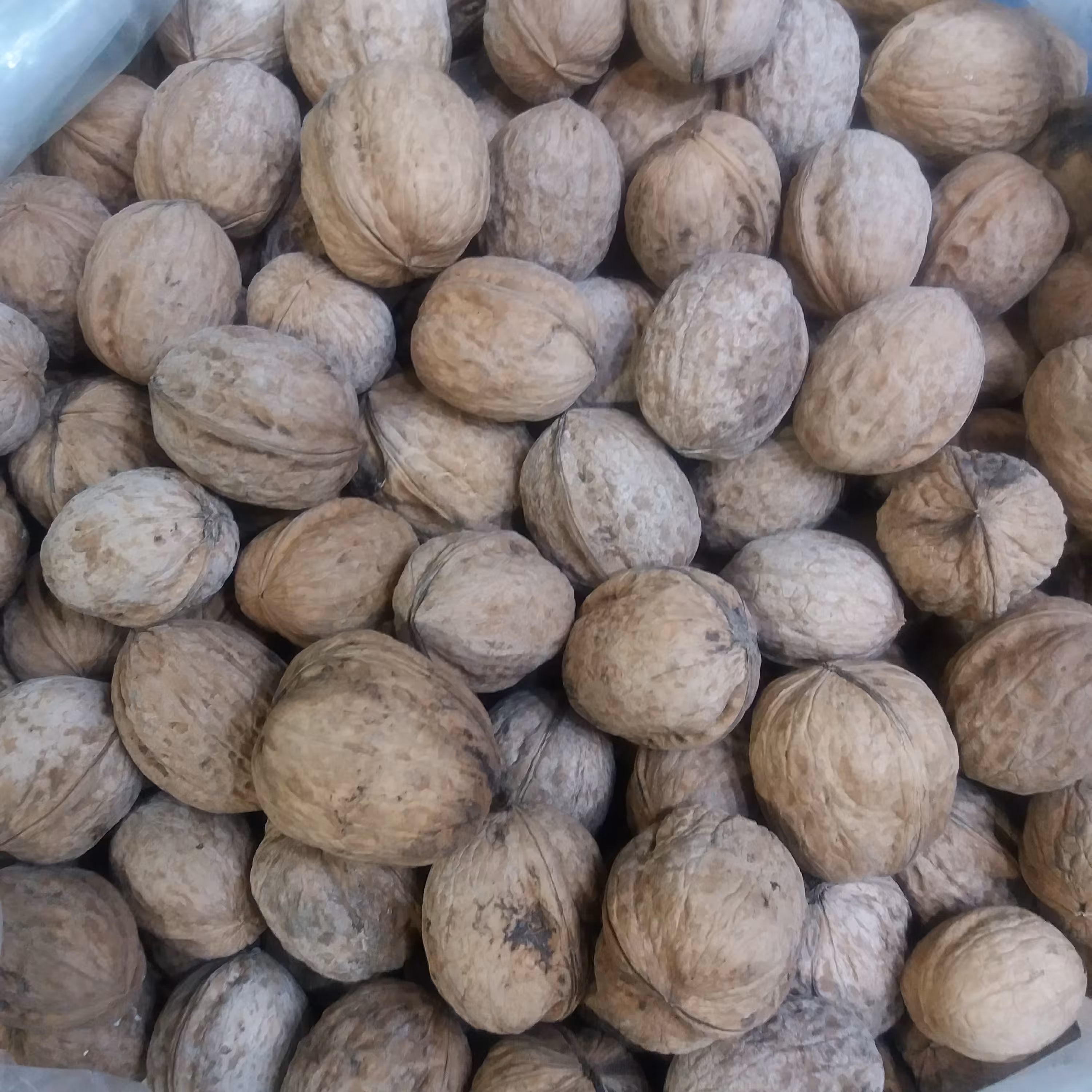 گردوی درجه یک پوست کاغذی